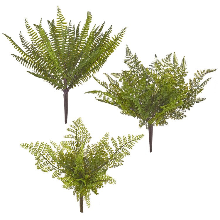 15 Fern Bush