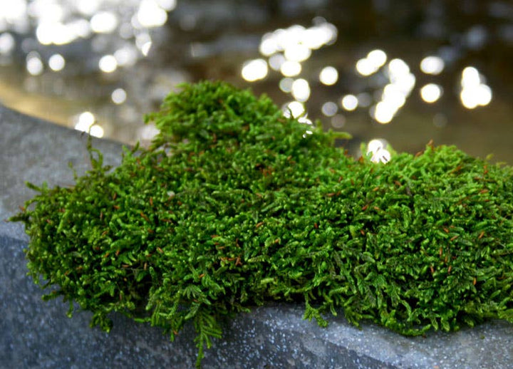 SuperMoss - Sheet Moss PR Bulk 20-24ft² FG 3lb
