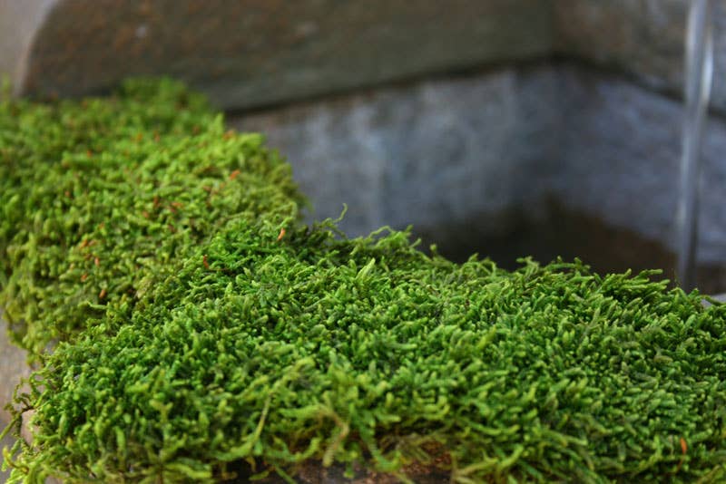 SuperMoss - Sheet Moss PR Bulk 20-24ft² FG 3lb
