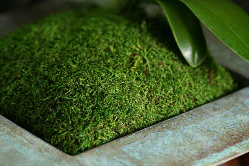 SuperMoss - Sheet Moss PR Bulk 20-24ft² FG 3lb