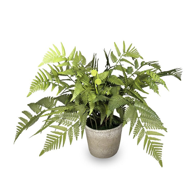 24 Potted Fern