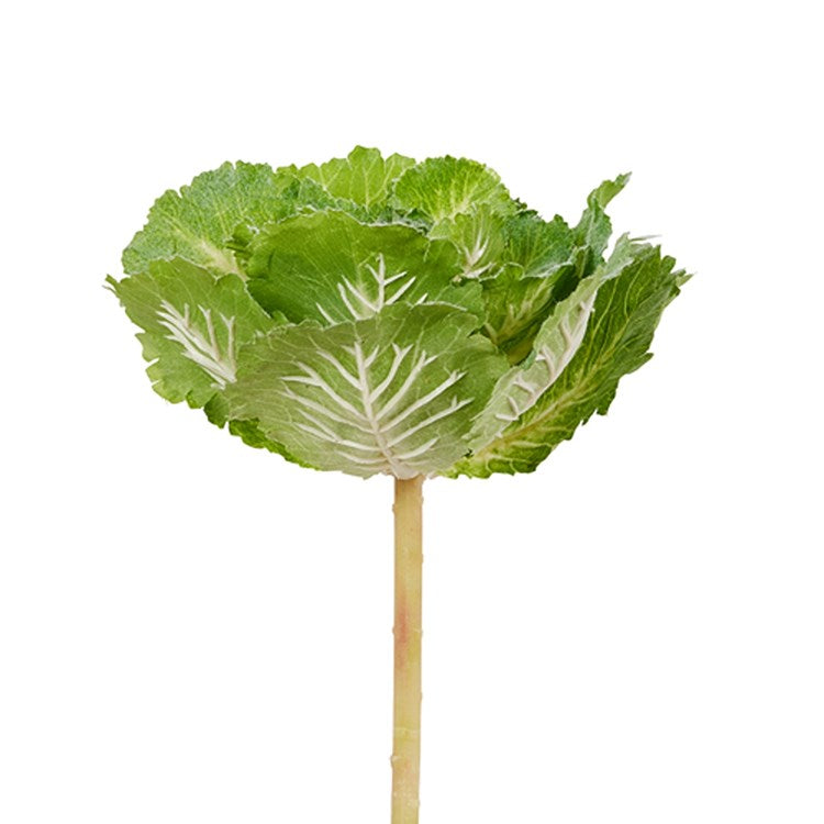 10 Cabbage Pick