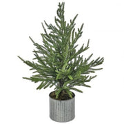 Potted Norfolk Pine Trees