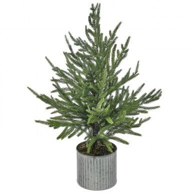 Potted Norfolk Pine Trees