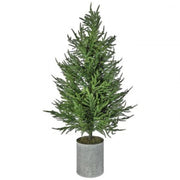 Potted Norfolk Pine Trees
