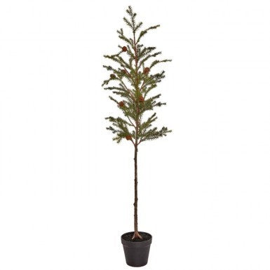 Potted Sapling Spruce with Cones Tree