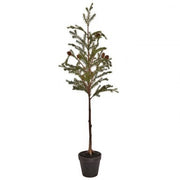 Potted Sapling Spruce with Cones Tree